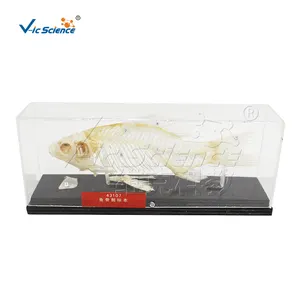 동물 뼈 투명 수지 생선 뼈 생물학적 교습 모델 표본