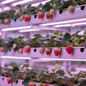 ไฟ <span class=keywords><strong>LED</strong></span> สำหรับปลูกพืชแบบไฮโดรโปนิกส์ สเปกตรัมเต็มรูปแบบ ปรับแต่งได้ สำหรับโรงงานปลูกพืชแนวตั้งในร่ม ไฟ <span class=keywords><strong>LED</strong></span> สำหรับการเจริญเติบโตของพืช - Product Image 5