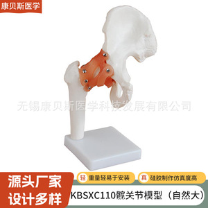 Modèle d'articulation de la hanche KBS/XC110, modèle d'articulation humaine, matériel pédagogique, matériel de démonstration, squelette articulé - Product Image 1