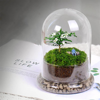 Vase de sol moderne en verre borosilicate transparent écologique fait à la main avec base en dôme micro-paysage de mousse