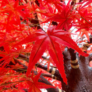 Tanaman pohon Maple merah besar buatan, tanaman palsu pohon Maple besar kuning hijau besar luar ruangan untuk dekorasi acara luar ruangan - Product Image 3