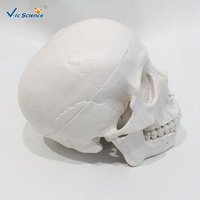 Modelo de Cráneo Desmontable de 3 Piezas que Muestra la Estructura Craneal Interna para la Enseñanza Médica y de Biología CE/ISO/ROHS/CNAS