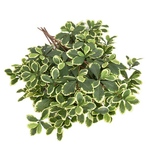 Hojas <span class=keywords><strong>de</strong></span> Árbol <span class=keywords><strong>de</strong></span> <span class=keywords><strong>Almendro</strong></span> Artificial <span class=keywords><strong>de</strong></span> Madagascar, <span class=keywords><strong>de</strong></span> Plástico Ecológico, Altamente Realistas, para Decoración Navideña y <span class=keywords><strong>de</strong></span> Año Nuevo, Accesorios <span class=keywords><strong>de</strong></span> Fábrica - Product Image 2