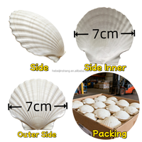 Coquilles Saint-Jacques blanches naturelles faites à la main de 2-3 pouces avec un toucher réel pour l'artisanat et le bricolage