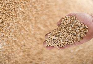 Son de blé pour l'alimentation des animaux granulés de son et son de blé de haute qualité/flocons de blé à vendre - Product Image 4