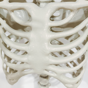 Adornos de articulaciones móviles para Halloween, alta calidad, tamaño real, esqueleto adulto, <span class=keywords><strong>2023</strong></span> - Product Image 3