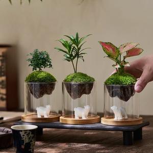 Moderne Vermehrungsvase Topf Wasser-Hydrokultur-Pflanzgefäß Transparentes Glas-Pflanzenterrarium Mit Holzständer - Product Image 1