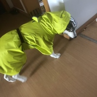 Poncho réfléchissant pour chien, imperméable, avec protection ventrale, en polyester enduit de PU, pour petites races (Teddy, Corgi)