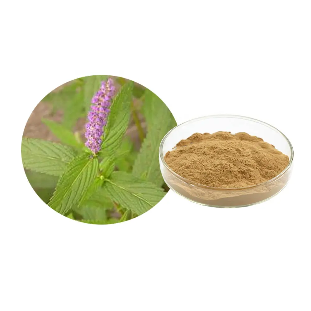 Pure Chinese Mosla Herb Extract Powder 10:1 Herb of Haichow Elsholtzia Extract Herba Moslae Extract