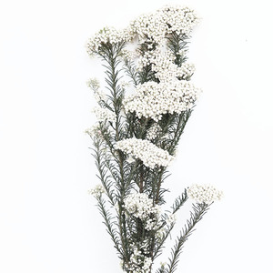 100g/paquet naturel véritable décoratif préservé fleur de riz séché Bouquet pour la maison mariage fête fleur Arrangement <span class=keywords><strong>boutique</strong></span> - Product Image 2