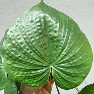 Feuilles de begonias artificielles Dian Duo, forme demi-parapluie, verdure pour la décoration intérieure, plante décorative d'intérieur, lot de 10 cm - Product Image 3