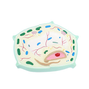 Modelo de enseñanza de modelo de célula vegetal de ciencia médica, espécimen microscópico de planta, modelo de enseñanza de SIDA - Product Image 5