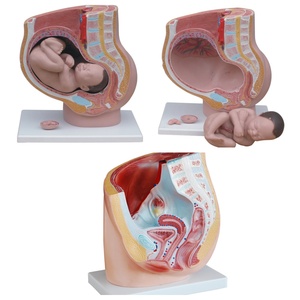 Pelvi femminile con genitali, vasi sanguigni e nervi - Product Image 4