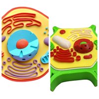 Conjunto de Modelos de Estructura Celular de Animales y Plantas, Material Didáctico de Biología para la Educación Científica