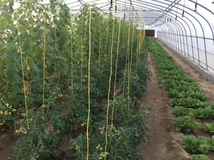 Skyplant Large Commercial Greenhouse Customized Single Span Plastic Film Greenhouse with Cooling System Dual Layer PE Material - Product Image 5