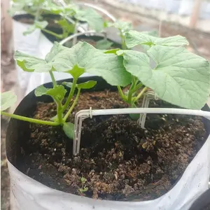 Chất lượng cao Blueberry grey và trắng uốn cong thẳng mũi tên nhỏ giọt Bộ dụng cụ nhựa tưới nhỏ giọt cho nhà kính Vườn Ươm - Product Image 5