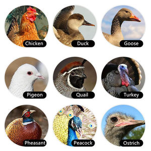 Incubateur d'œufs de poussins de taille moyenne, ventes directes de fabricants entièrement automatisée - Product Image 6