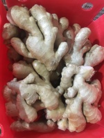 Vente en gros de gingembre frais de Chine et de tranches de gingembre séchées à l'air sans soufre, export direct d'usine avec emballage personnalisé