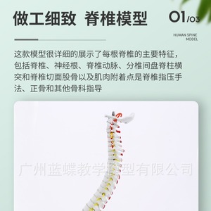 Modèle de colonne vertébrale humaine de 45 cm avec coloration musculaire, points d'origine et d'insertion musculaires, exercice de positionnement osseux, modèle de colonne vertébrale, cervicales - Product Image 4