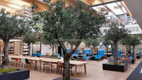 Songtao Grande branche en bois d'olivier artificiel à haute simulation avec verre pour la décoration de la maison ou de l'hôtel pour le restaurant