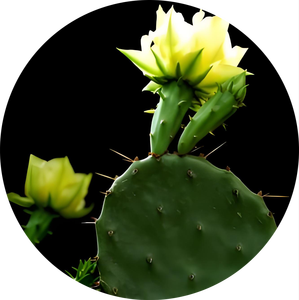 オプンティア・ディレンニ抽出物10:1 サボテン粉末 高品質 純天然 食品グレード - Product Image 3