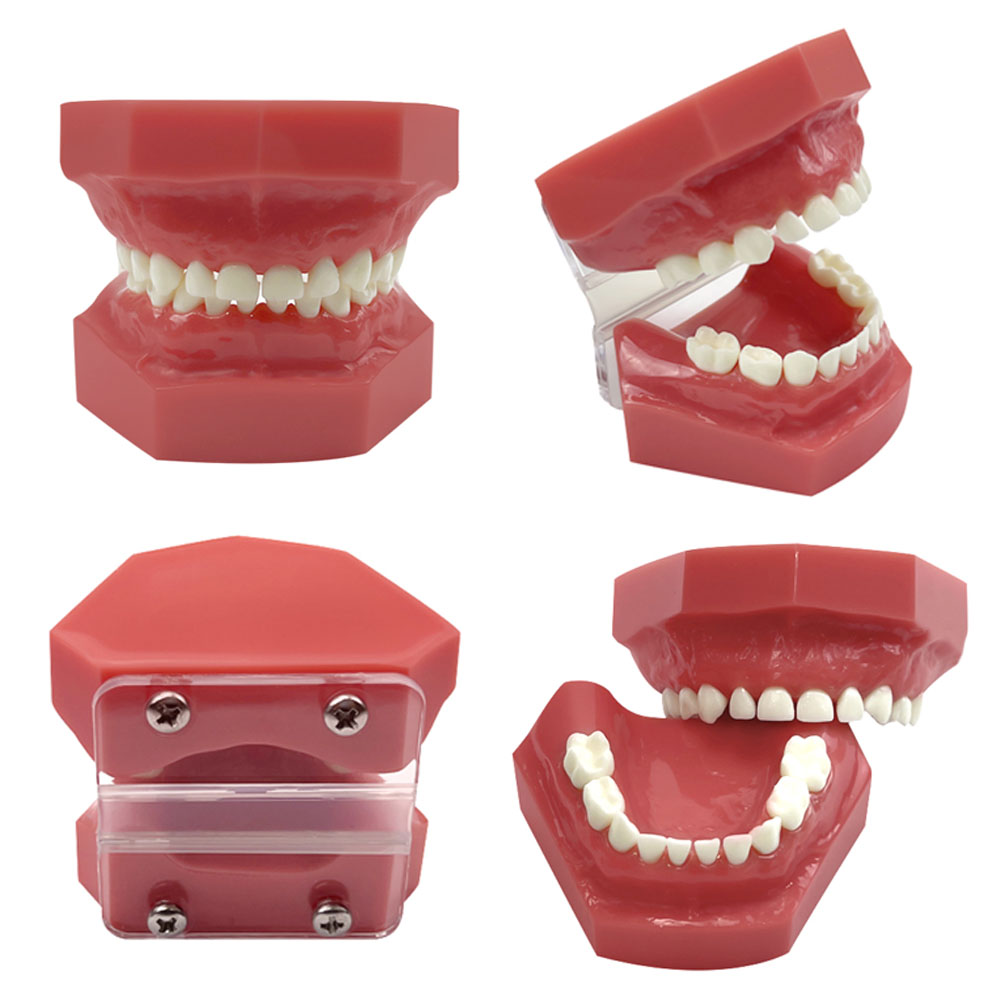 Easyinsmile 1Pc Dental Typodont Removable Tooth Teach Practice Model Universal 200H - View #10