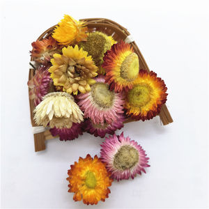 Vente en gros d'<span class=keywords><strong>Immortelle</strong></span> naturelle <span class=keywords><strong>séchée</strong></span>, herbe d'Helichrysum, fleur d'Helichrysum coupée, tête de fleur d'Helichrysum - Product Image 3