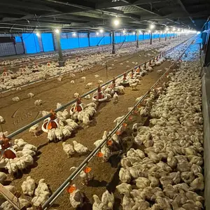 養鶏場用の高品質の自動ブロイラーパン給餌および乳首飲用鶏家禽機器