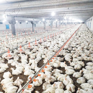 Équipement <span class=keywords><strong>de</strong></span> ferme <span class=keywords><strong>de</strong></span> poulet <span class=keywords><strong>de</strong></span> volaille <span class=keywords><strong>de</strong></span> conception moderne à bas prix en Afrique du <span class=keywords><strong>Sud</strong></span> à <span class=keywords><strong>vendre</strong></span> - Product Image 4