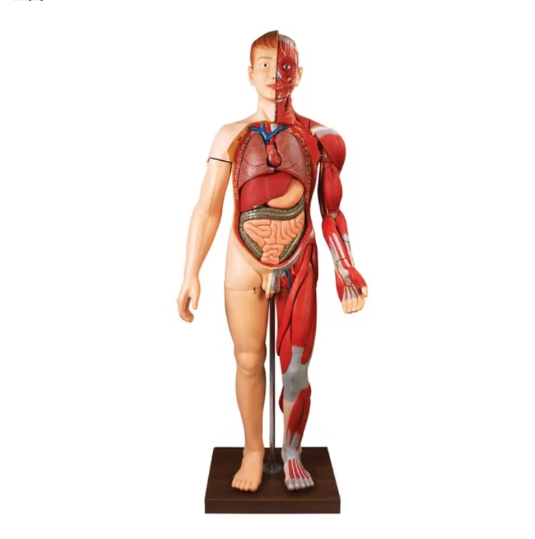 PVC Human Body Muscles Anatomical Simulator - GD/A10001