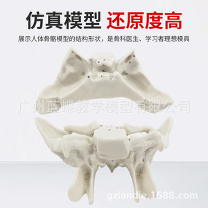 Modelo esquelético ampliado del hueso temporal, hueso esfenoidal y hueso etmoidal; modelo de anatomía esquelética humana; modelo médico ortopédico - Product Image 3