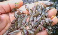 Équipement de traitement de l'eau pour l'élevage de truites, incubateur automatique d'œufs de tilapia, système de jarre pour ferme piscicole