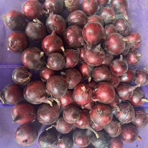 Oferta Especial: Cebolla Roja Fresca, Cebolla Amarilla, Cebolla Blanca, Bawang Merah, Bawang <span class=keywords><strong>Bombay</strong></span>, Venta al por Mayor, Exportación <span class=keywords><strong>de</strong></span> China con Calidad Premium - Product Image 2