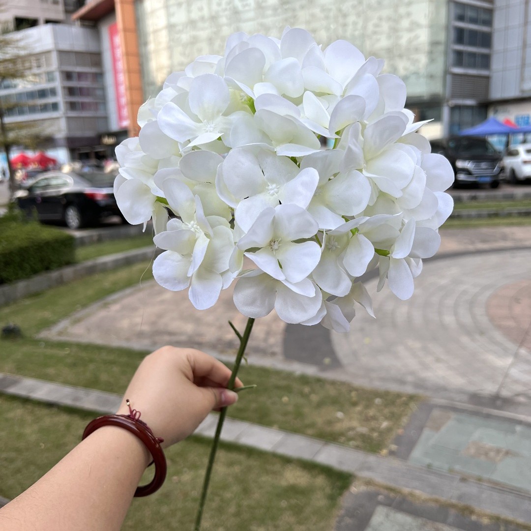 Grand hortensia américain blanc à une seule tête