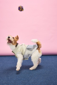 Gilet traspirante per animali domestici, maglietta leggera per cani, per la primavera e l'estate, per cani di piccola taglia, in nylon, poliestere, rete, impermeabile, a prova di insetti e sole - Product Image 6