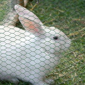 Red hexagonal de alambre de hierro galvanizado a prueba de Escape para criadores de pollos y corrales de patos con agujeros hexagonales - Product Image 5