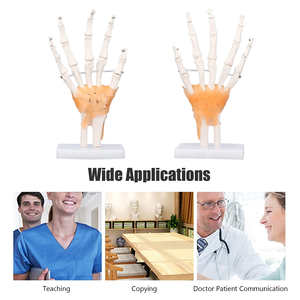 Modèle d'articulation de la main de la science médicale enseignement médical modèle d'os de la main aide à l'enseignement art peinture modèle d'os de la main réel - Product Image 6