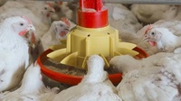 Machine d'alimentation de poulet automatique complète de ferme avicole de conception avancée