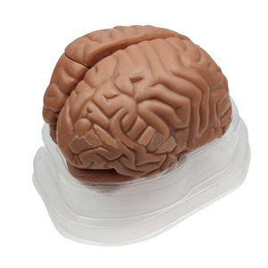Ukuran alami 3-bagian Model anatomi otak manusia batang struktur otak Set alat pendidikan untuk mainan Teknik Sains - Product Image 2