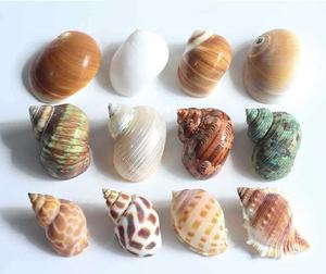 Hot <span class=keywords><strong>Sale</strong></span> Polierte natürliche Meeres schnecke Muschel schale Elfenbein Handwerk für Strand dekor Kleine Einsiedler krabben schalen für Souvenirs - Product Image 4