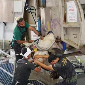 Equipo de Matadero para Ganado Vacuno, Máquina de Sacrificio para Toros y Bovinos - Product Image 6