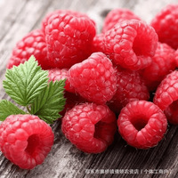 FOB Volle Container Export Fruit, Zonder Additieven Catering Groothandel Diepvries Besjes Diepvries Goede Kwaliteit Hot Sale Prijs