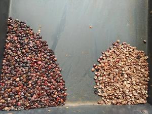 Mini máquina clasificadora de color óptica, clasificador de color de granos de 32 canales para maíz/semillas/frijoles/café - Product Image 4