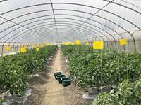 Serre tunnel agricole Polyhouse avec petites structures en polycarbonate pour la culture hydroponique de légumes