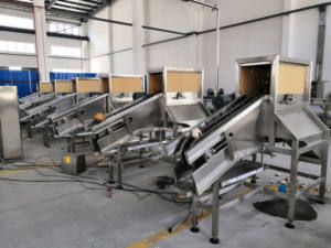 آلة تقشير جوز الهند عالية الكفاءة، خط إنتاج أوتوماتيكي لتقطيع وتقشير جوز الهند وإنتاج ماء جوز الهند - Product Image 3