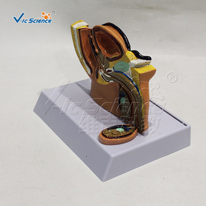 Modèle miniature d'anatomie sagittale du bassin masculin ; outil pédagogique pour les systèmes reproducteur et urinaire masculins ; outil de formation pratique - Product Image 4