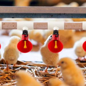 Bebederos Automáticos para Aves de Corral - Paquete de 6 Bebederos para Pollos y 6 Conectores en T de PVC para Bebederos de Pollos PH-20 - Product Image 3