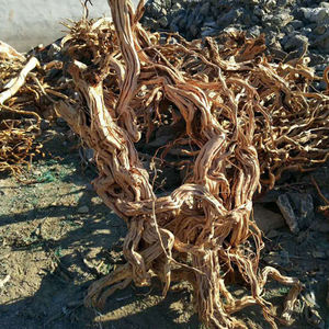 <span class=keywords><strong>Aquarium</strong></span> <span class=keywords><strong>Aquarium</strong></span> <span class=keywords><strong>Aquarium</strong></span> Landschapsarchitectuur Drijfhout Rododendron Wortel Gedraaide Wijnstok - Product Image 4