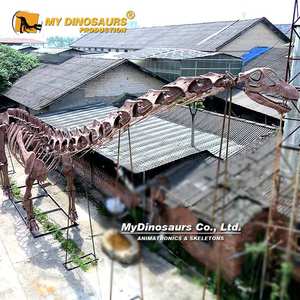 MY DINO Musée Exposition Taille Réelle <span class=keywords><strong>Grand</strong></span> Dinosaure Argentinasaurus Squelette à vendre - Product Image 3