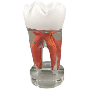 <span class=keywords><strong>Dental</strong></span> 10 Vezes Grande Tooth Decorações Ornaments PVC Material Anatômico Modelo <span class=keywords><strong>Dental</strong></span> Polpa e Nerve Ensino Display - Product Image 3